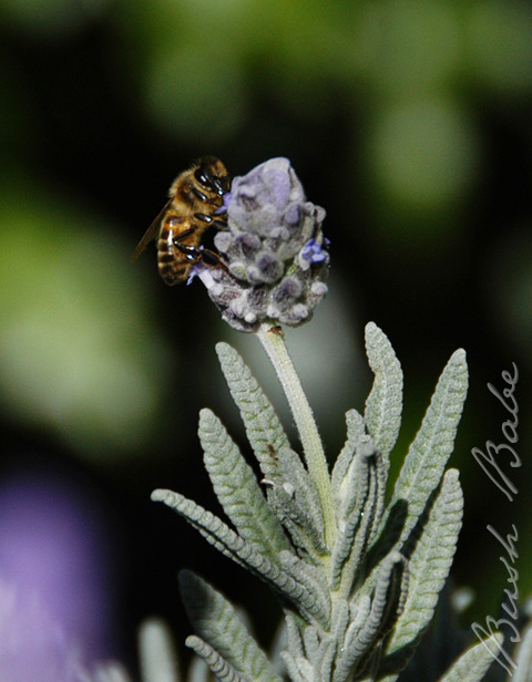 bees_0021 crop