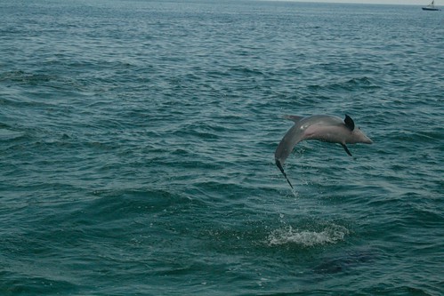 Dolphin Sightings
