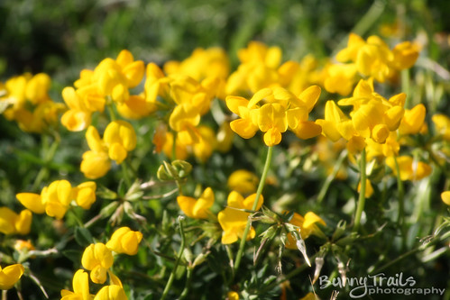 191-yellow flowers