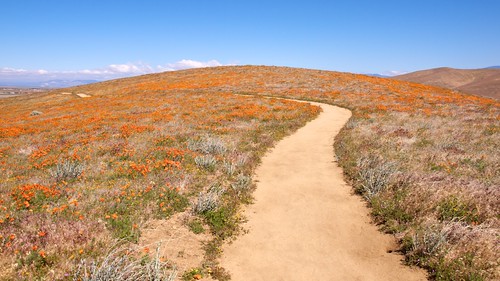 california poppy reserve. Antelope Valley California Poppy Reserve, State Natural Reserve, Trail