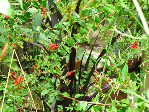 Keckiella cordifolia, Phormium 'Black Adder'