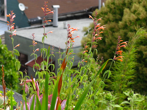 Agastache does okay in a pot on the roof (just okay).