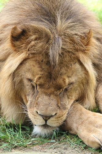 Lion by Ian Press Photography