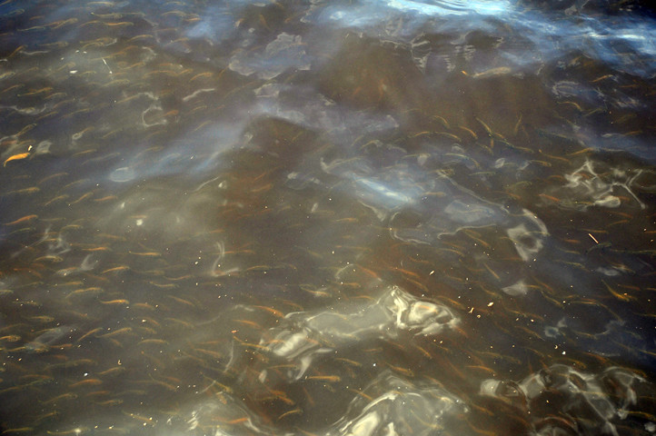 fish swimming in oiled water_8463 web