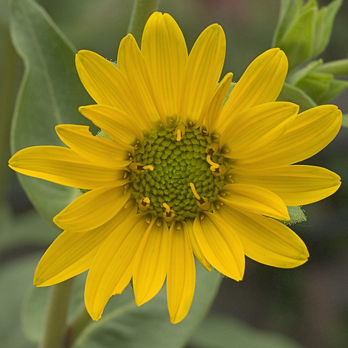 Missouri Botanical Garden (Shaw's Garden), in Saint Louis, Missouri, USA - yellow flower
