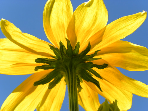 フリー写真素材|花・植物|キク科|オオハンゴンソウ|黄色の花|