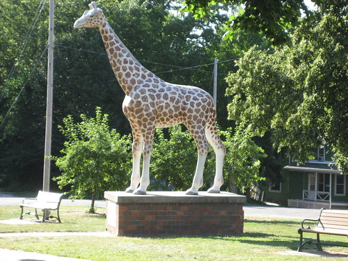 Delavan Giraffe