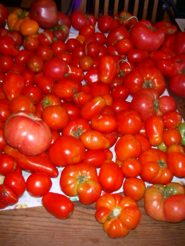varieties of tomatoes. mix varieties of tomatoes