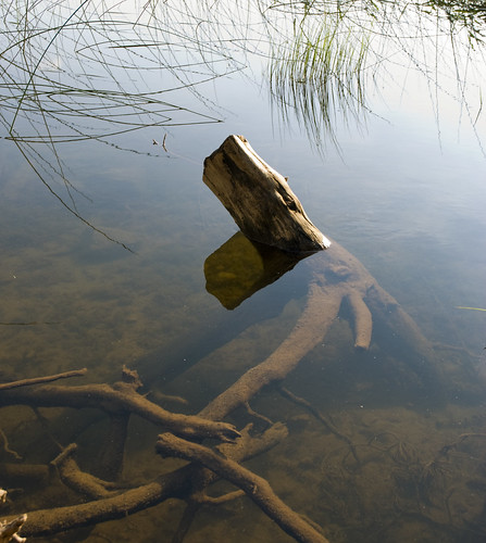 Trunk in lake Abant 