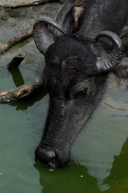 water buffalo - domestic 2