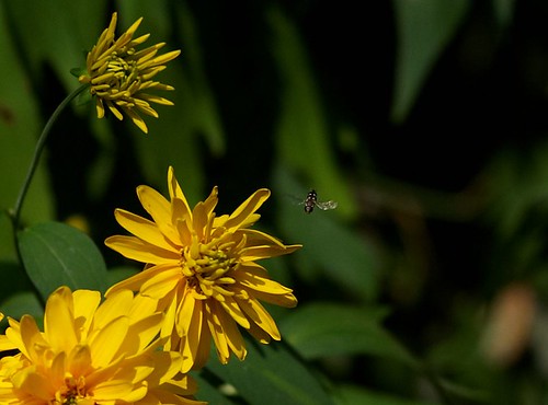 Fly in yellow-green background ©  Harry Popoff