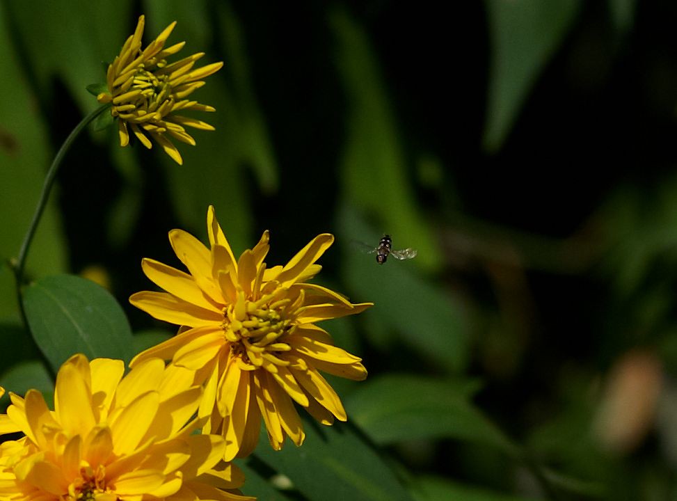 : Fly in yellow-green background
