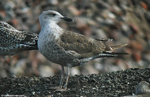 Norwegian Lesser Black-backed Gull, 2cy, Bk[JZZ7]