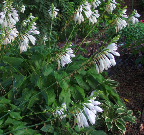 Plant Bed with Hanging White Blossoms