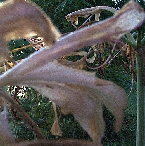 Closeup of a withered surprise lily blossom