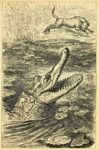 Canis et Crocodilus