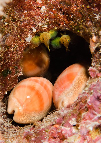 Leviathan Cowries (Cyprea leviathan) and Golden Green Gobies (Priolepis aureovirdis)