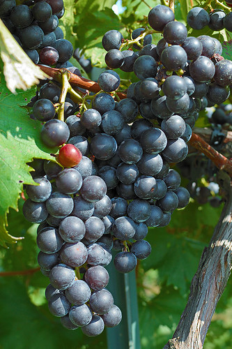 Grapes on the vine, at Röbller Vinyards, in New Haven, Missouri, USA