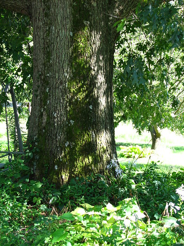 Southern Oak in our back yard