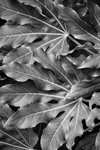 Layered Leaves in Black and White