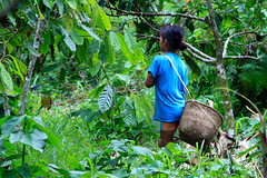 Selva Viva - amazonia Ecuatoriana