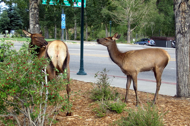 North American elk, or wapiti, were once plentiful in the Rocky Mountain National Park area. Settlers in the Estes Valley came to hunt elk, sending much of