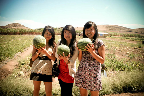 Watermelons we picked!