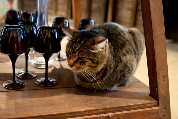Winery cat!