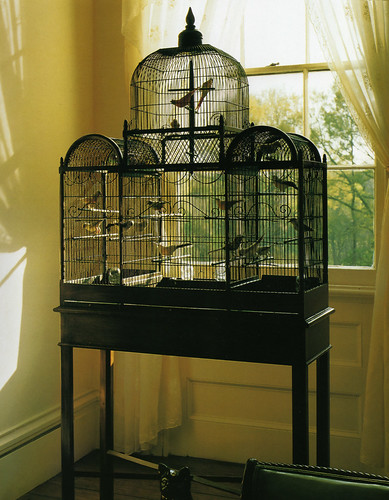 Bird Cage Inspiration