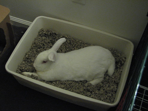 gus stretched out in his litterbox