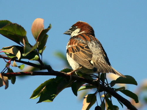 House Sparrow 20100619