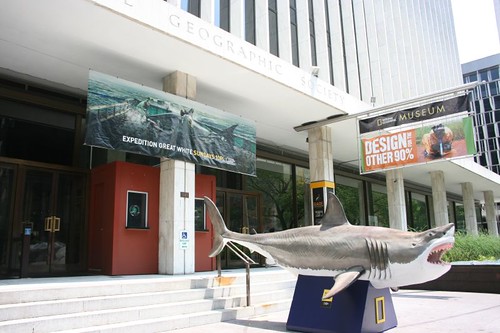 Shark at the National Geographic Museum
