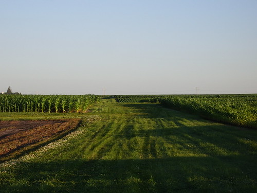 Research plots in evening light
