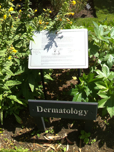 Dermatology section in the pharmaceutical beds at Chelsea Physic Garden
