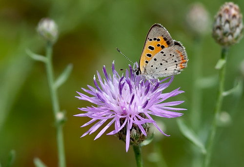 American Copper on Spotted Knapweed