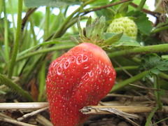 Strawberry 010