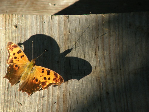 Eastern Comma and shadow