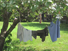 Sugarbaby hung Mr. U's wet laundry outside in the front