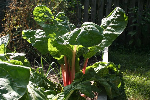 This Swiss chard could win prizes.
