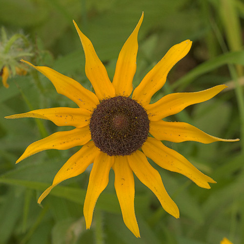 Babler State Park, in Wildwood, Missouri, USA - yellow flower