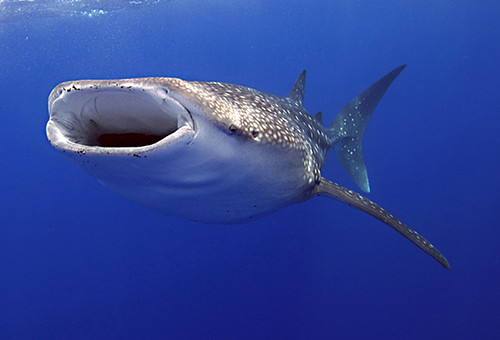 whale_shark_research
