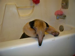 Tamandua in a tub