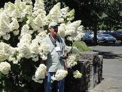 Naughty Man with Hydrangea paniculata 'Unique'