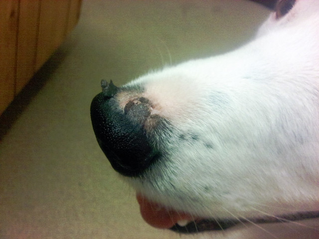 dog's nose is red and raw