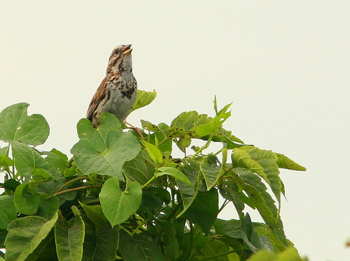 Song Sparrow 20100807