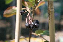 Aronia berries