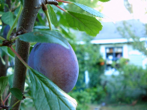 the plums are ready