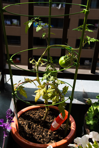 My tomato plant