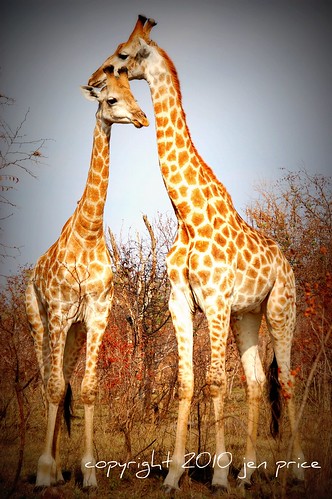 giraffe love