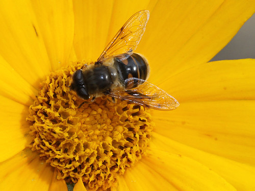 F is for hoverfly